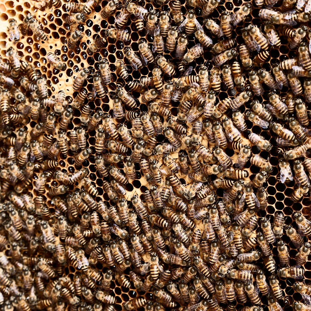 brown beehive