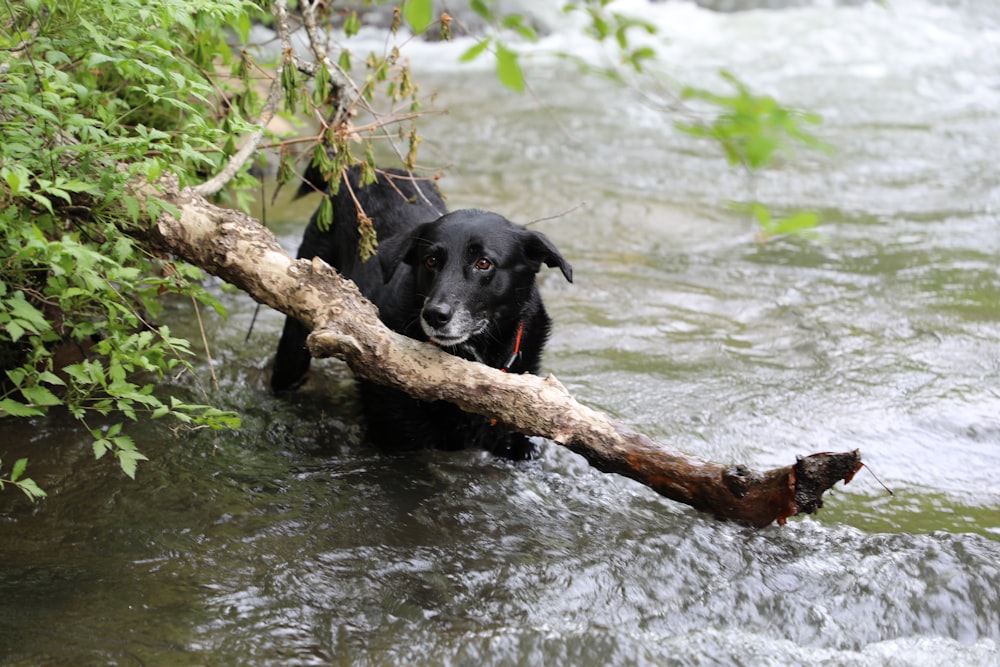 dog walking on water beside green plant