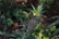 A pineapple plant with a mature pineapple fruit growing among green leaves in a garden setting. The surrounding area is filled with foliage, and the ground can be seen with patches of light and shadow.