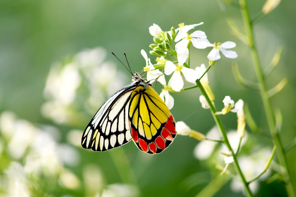 white, yellow, and red butterfly