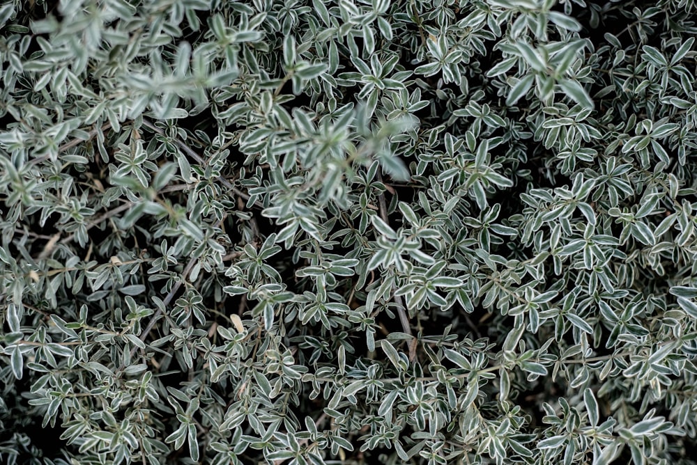 selective focus photography green-leafed plants