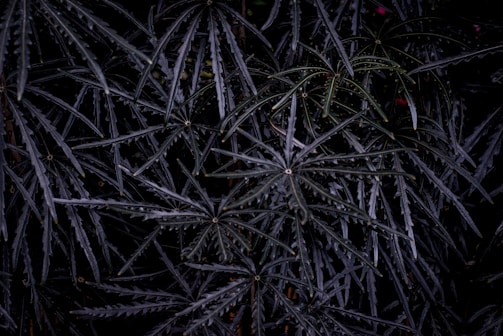 Dense, spiky leaves with a glossy texture create a pattern across the image in a dark setting.