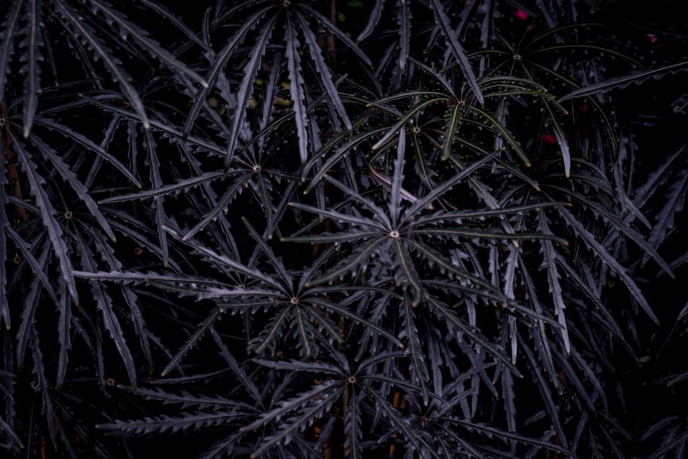 a close up of a plant with lots of leaves