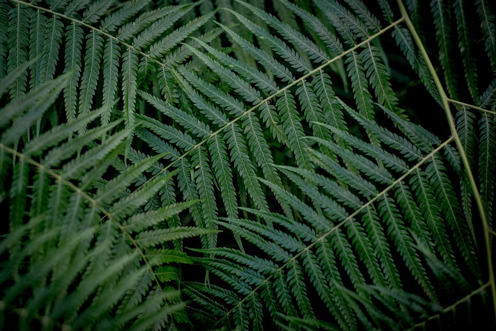 green fern plant