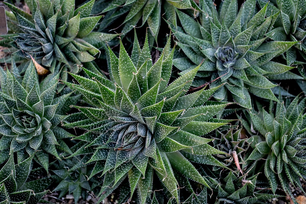 zebra cactus