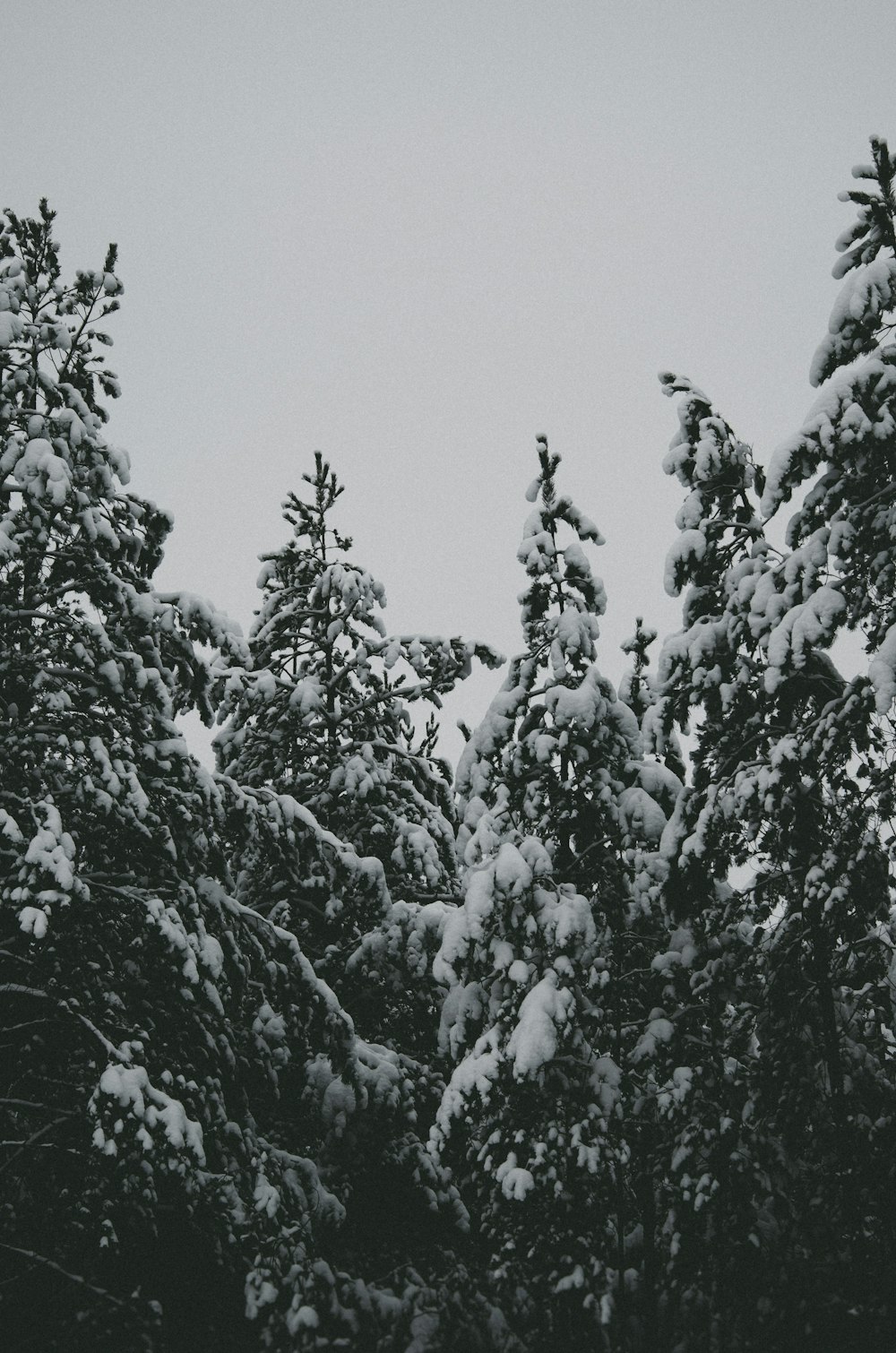 grayscale photo of pine tree covered with snow