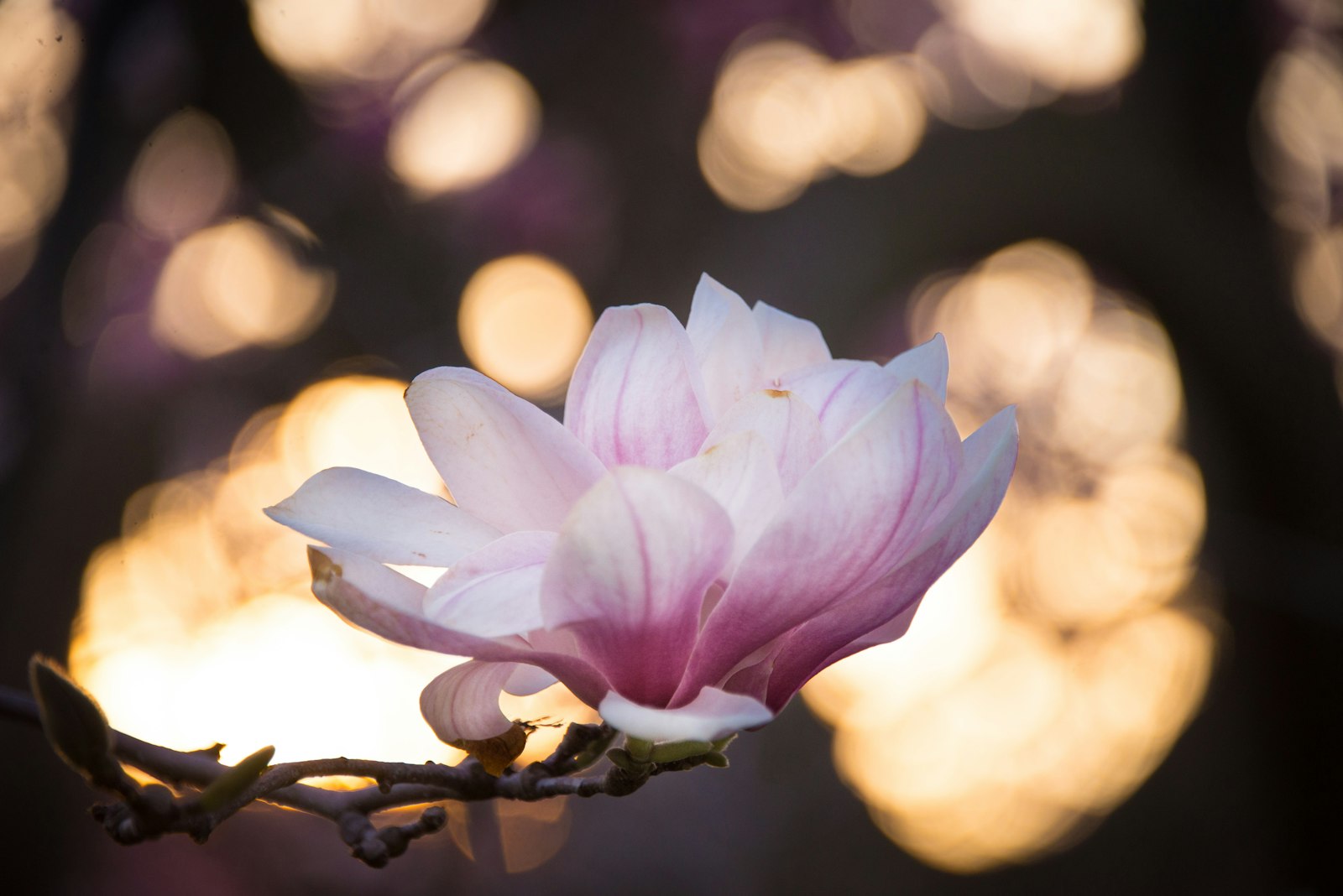 Nikon D610 + Nikon AF-S Nikkor 28-300mm F3.5-5.6G ED VR sample photo. White and pink petal photography