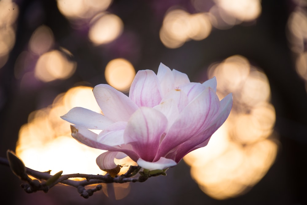 white and pink petal flower