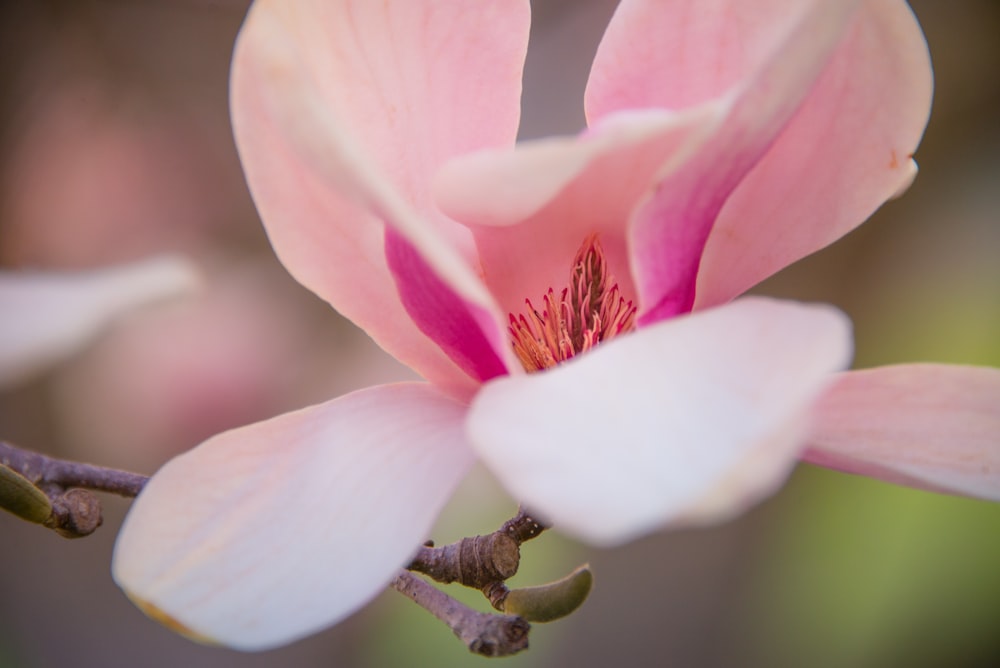 flor de pétalos rosados