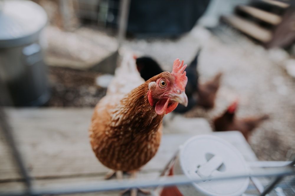 brown chicken near water jug