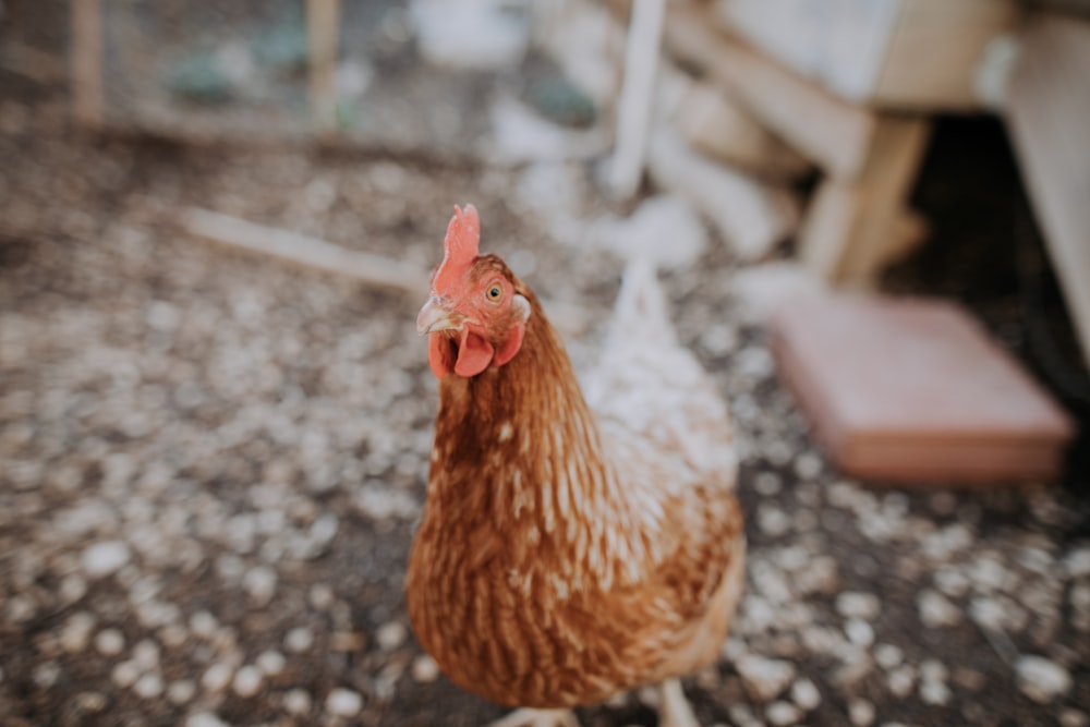selective focus photo of brown rooster