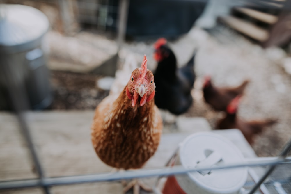 chicken near water jug