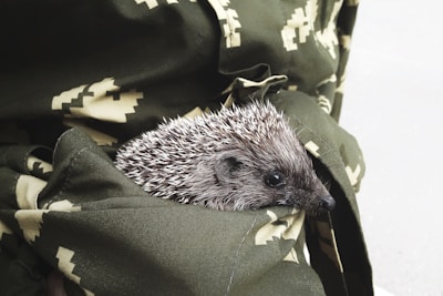 A hedgehog nestled inside a solar-powered Peekwild hedgehog shelter, visible through the HD camera lens.