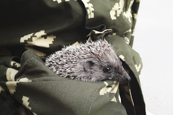 A small hedgehog nestled into a pocket of a fabric with a dark green color and geometric beige patterns. The hedgehog appears to be peeking out slightly from the pocket with its spiky quills clearly visible.