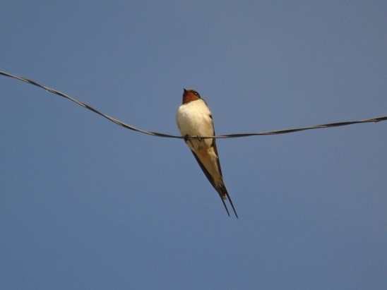 A swallow bird is perched on an overhead wire against a clear blue sky. The bird has a white belly, dark wings, and a rust-colored throat, typical of barn swallows.