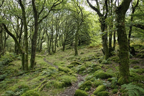 green leafed trees during daytime