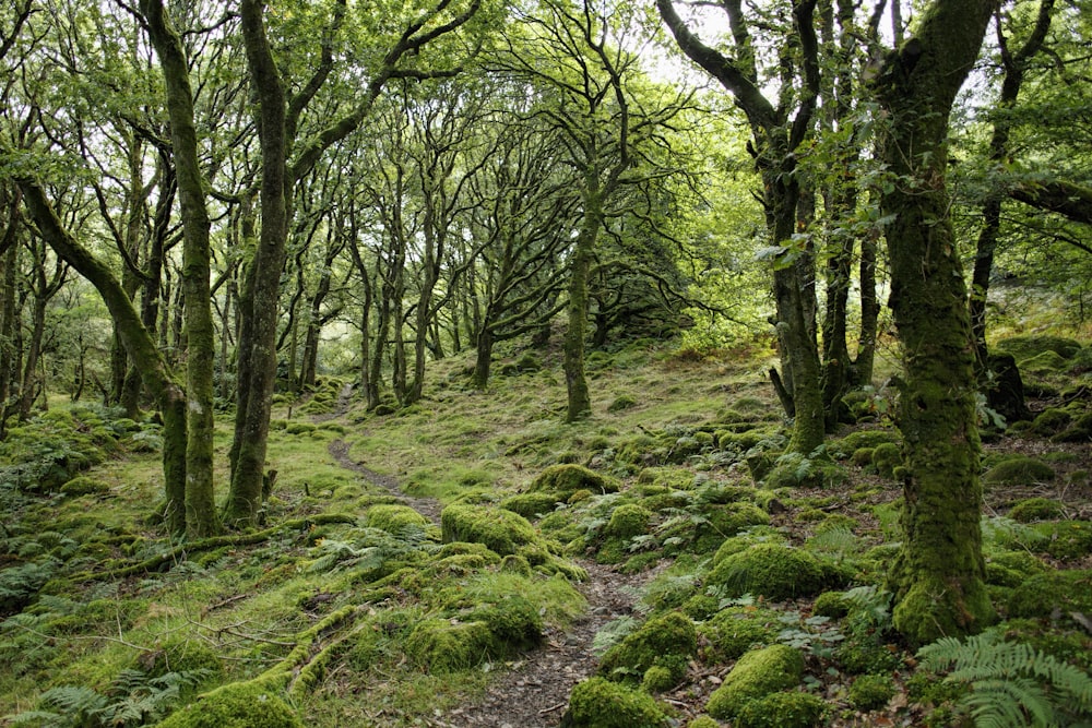 alberi a foglia verde durante il giorno