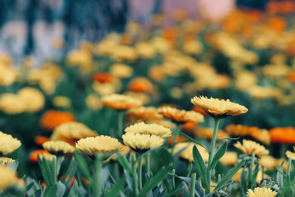 green and orange petaled flower