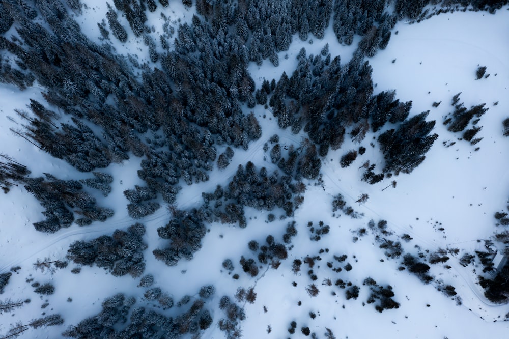 aerial photography of trees