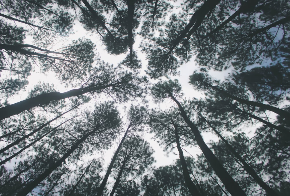 wormview photo of trees