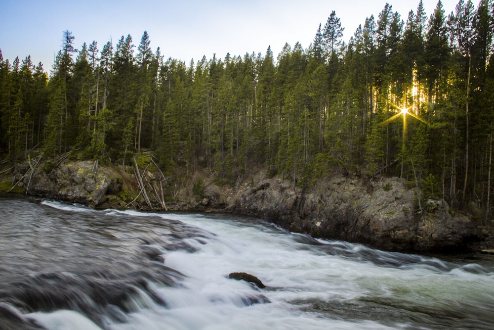 river in woods during daytime