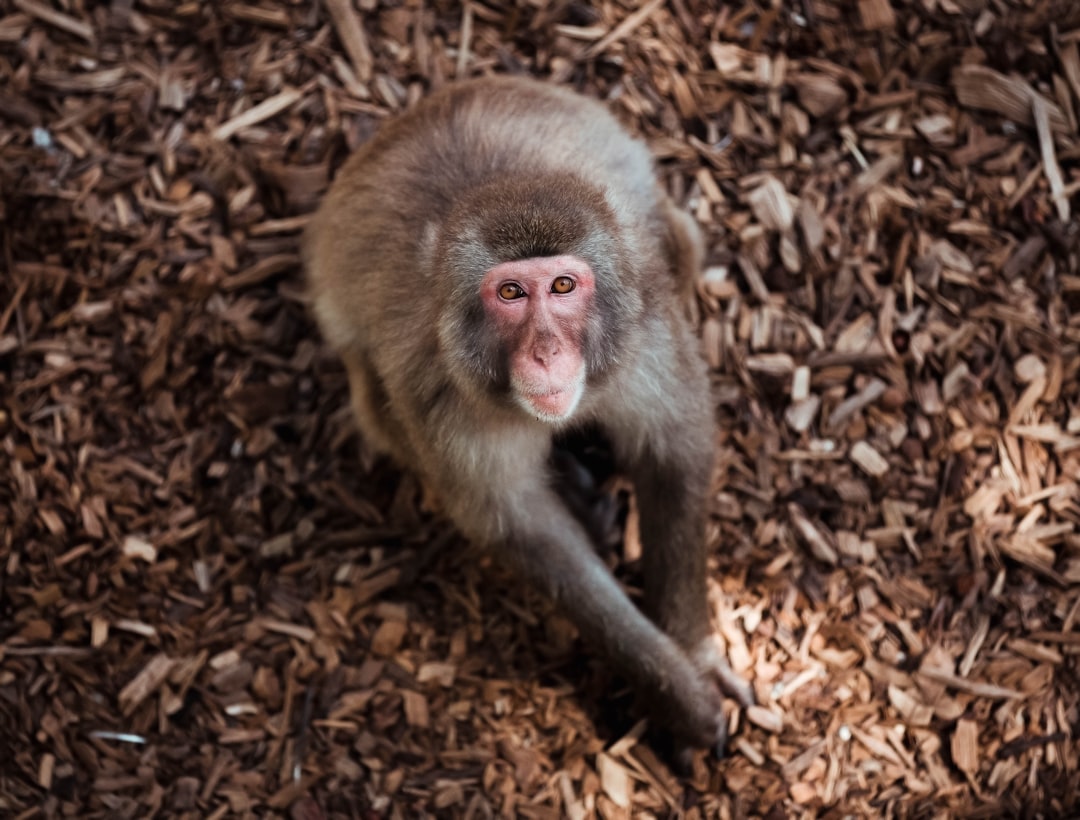 brown monkey on ground