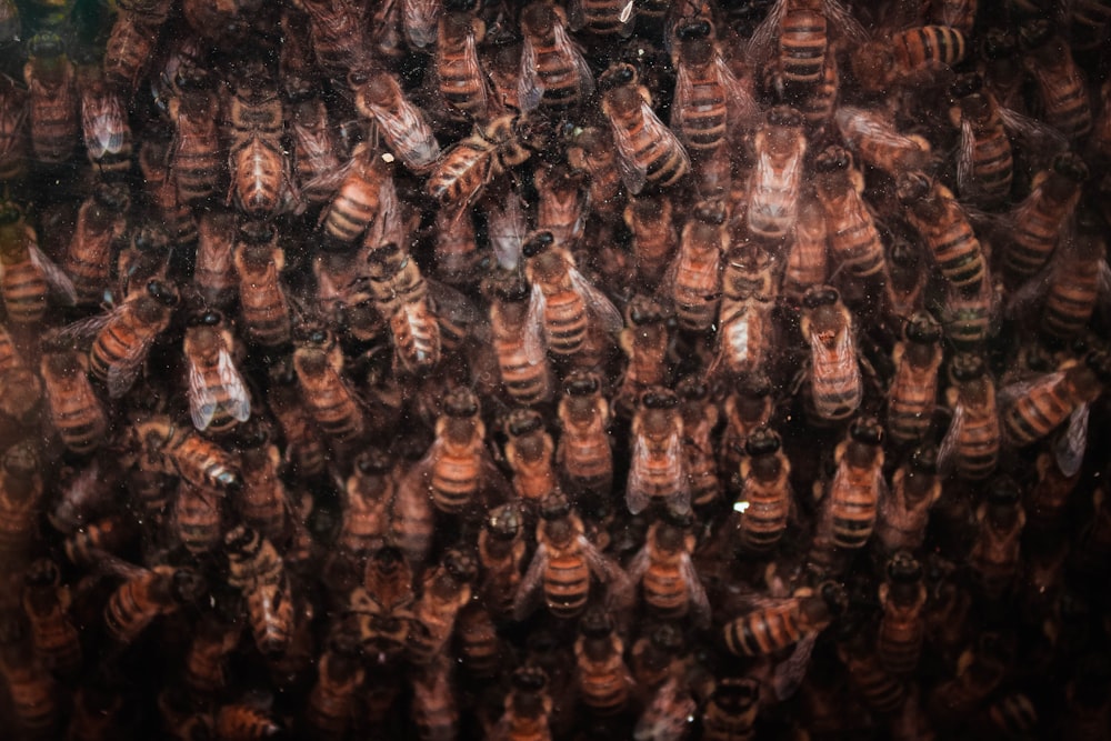 swarm of bees