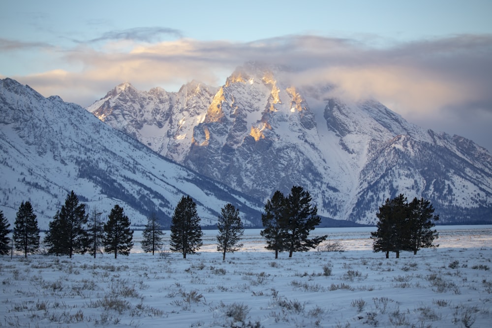 Silueta de árboles cerca de la montaña nevada