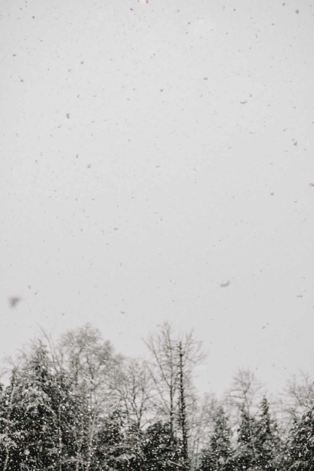 snow covered tree