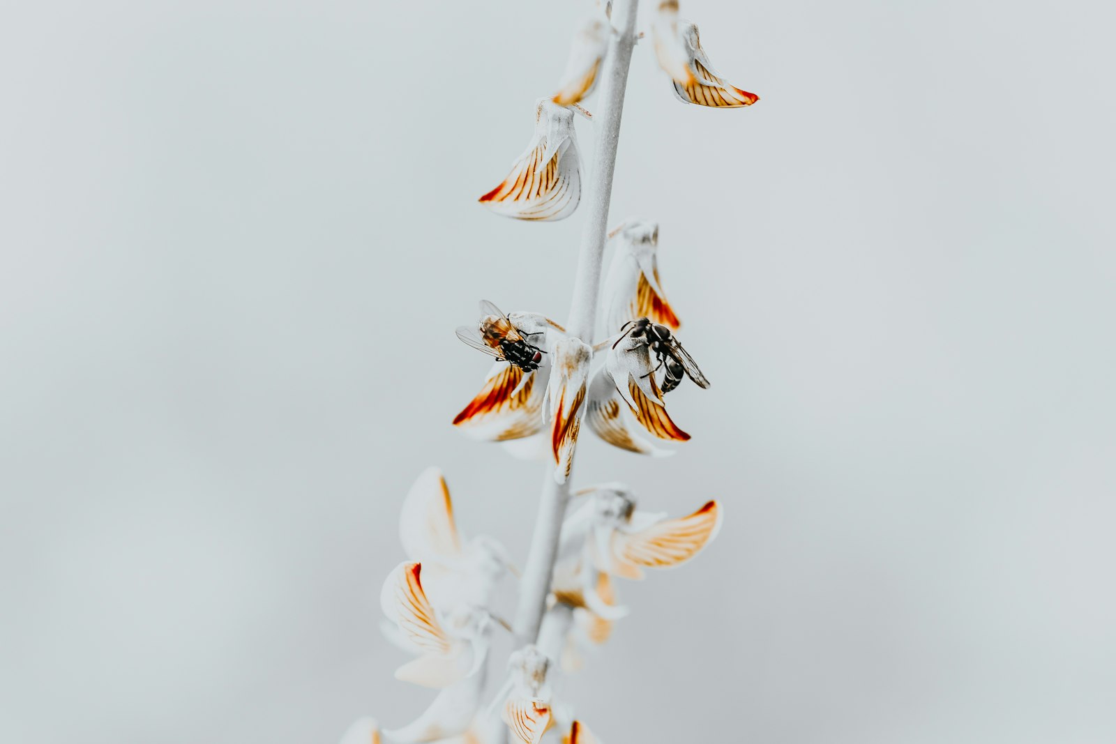 Canon EF 100mm F2.8 Macro USM sample photo. White ceramic figurine photography