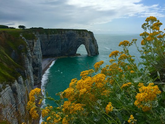 Wild flowers on the cliffs above the Channel — Étretat, France