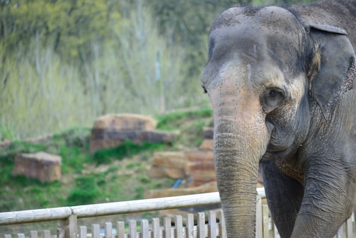 An elephant stands near a wooden fence in a naturalistic enclosure. The elephant has a large, textured trunk and ears, with a dusty and worn appearance. In the background, there is a soft-focus view of trees and greenery, along with some large rocks or boulders.