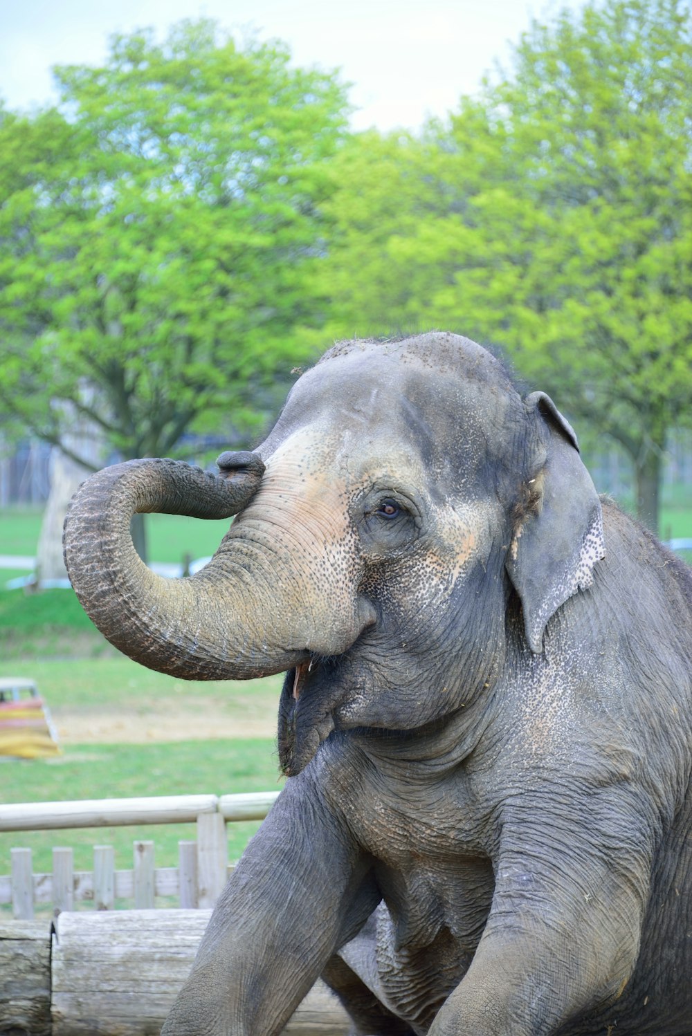 gray and brown elephant during daytime