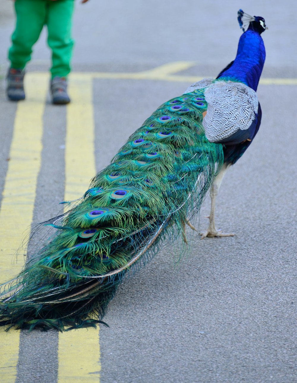 blue and green peacock