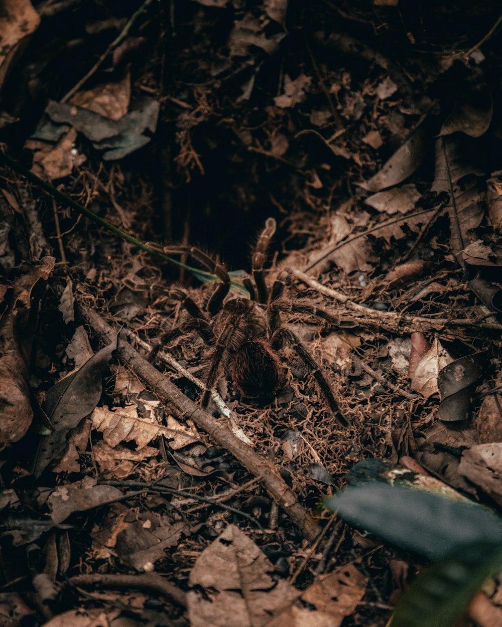 black tarantula