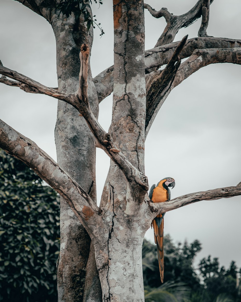 blue-and-yellow macaw perching on tree