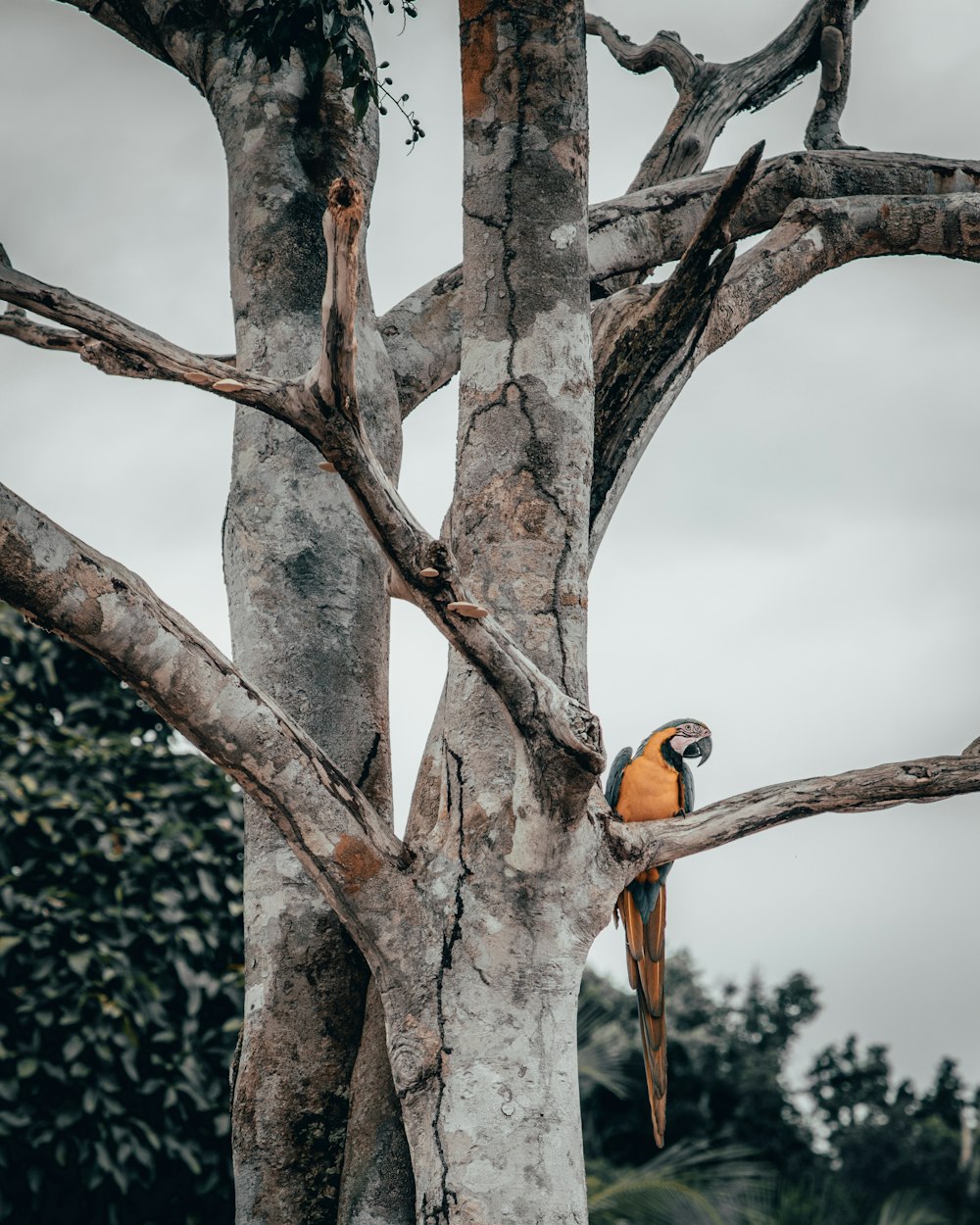 arara-azul-e-amarela empoleirando-se na árvore