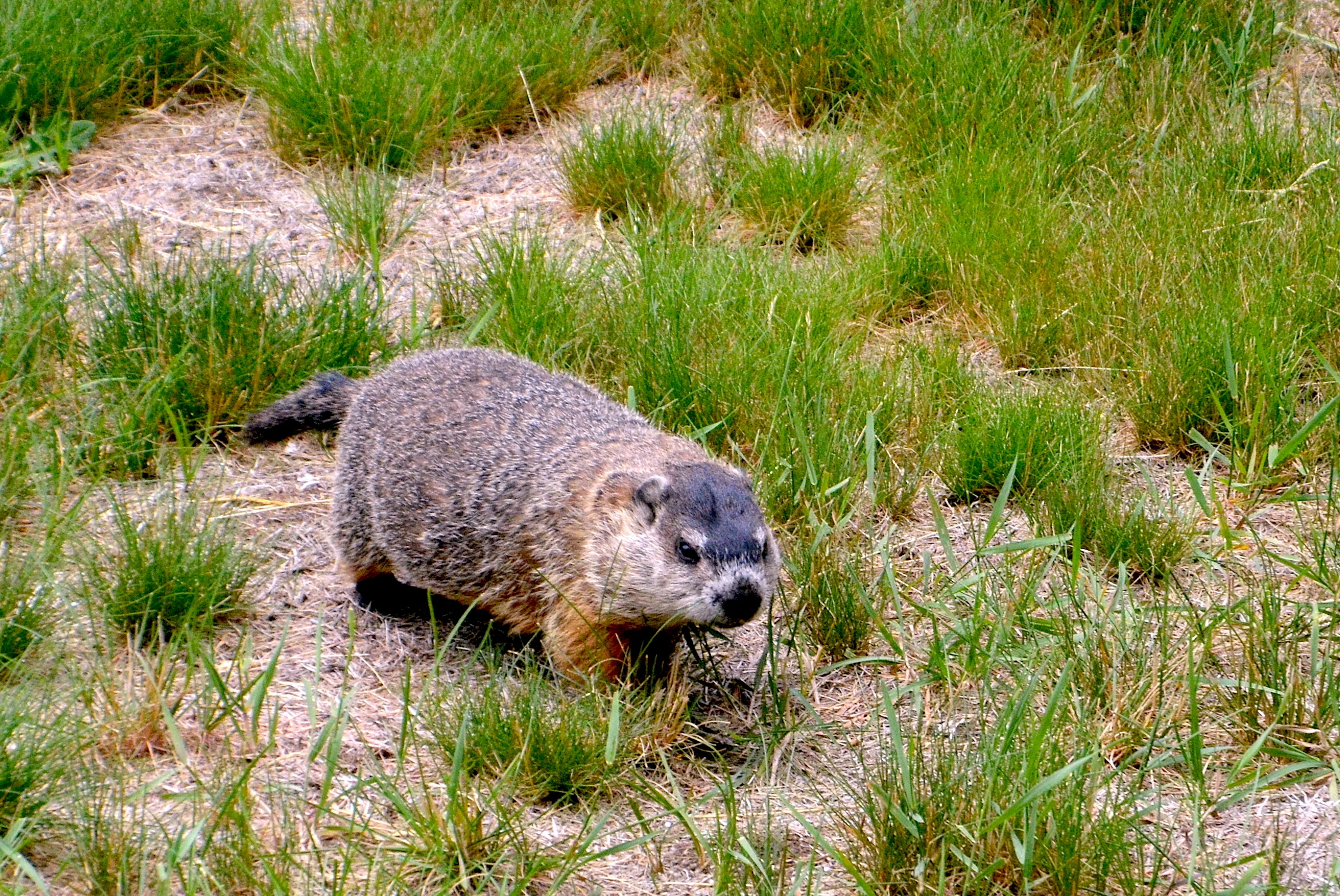 brown rodent on grass