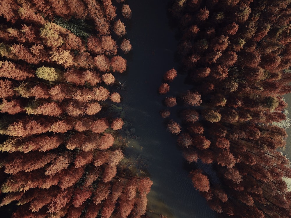 Vista a volo d'uccello di sentieri e alberi