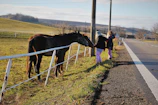 Happy kids petting and feeding horses in a peaceful farm setting surrounded by greenery.