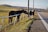Two children are interacting with a horse through a white fence along a roadside. The scene takes place in a rural area with green fields and distant hills under a clear sky.