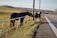 Two children are interacting with a horse through a white fence along a roadside. The scene takes place in a rural area with green fields and distant hills under a clear sky.