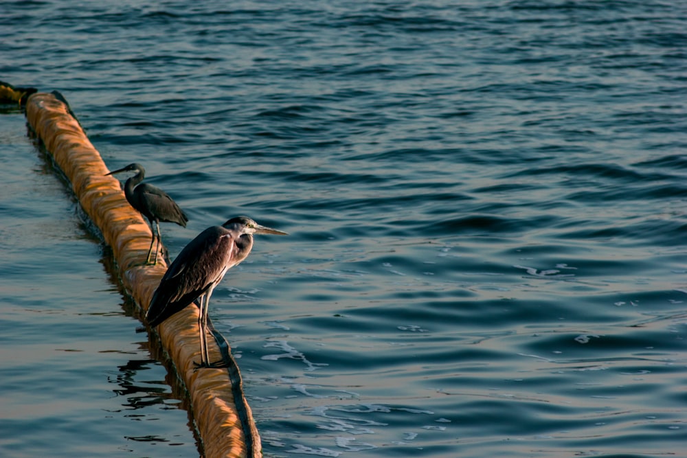 two birds on yellow rock