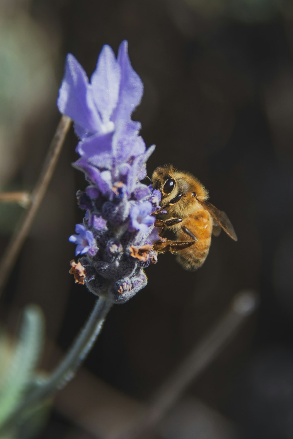 honey bee sniff on lavender