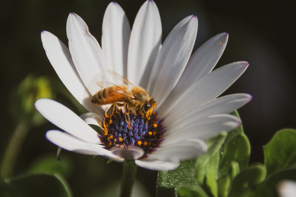 orange bee perch on white petaled flower