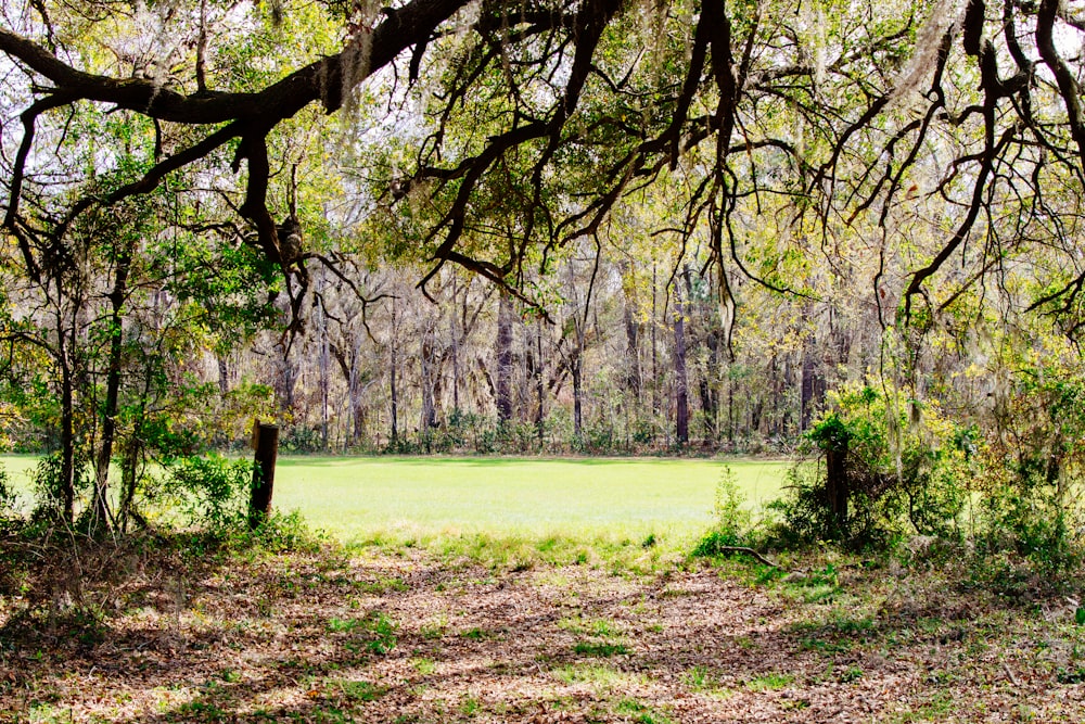 green grass field