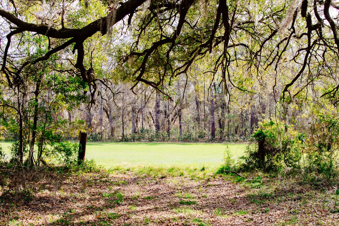 green grass field,