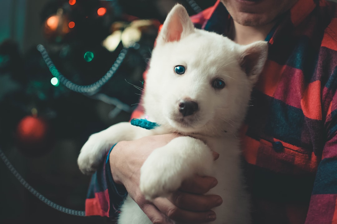 person carrying short-coated white puppy