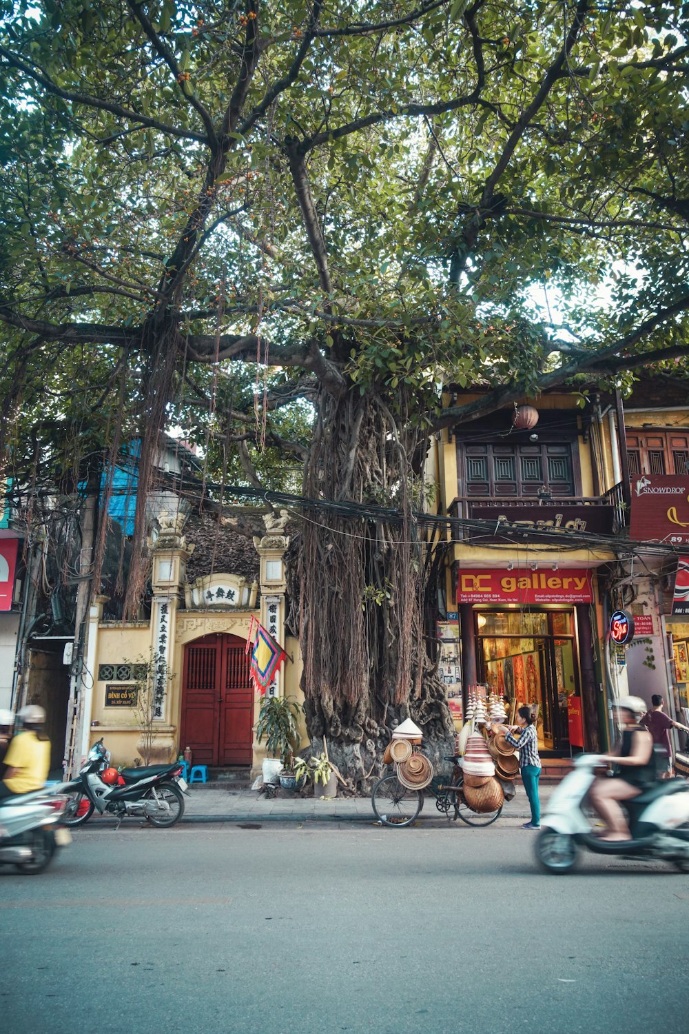 view of balete tree near shops