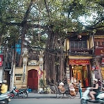 view of balete tree near shops